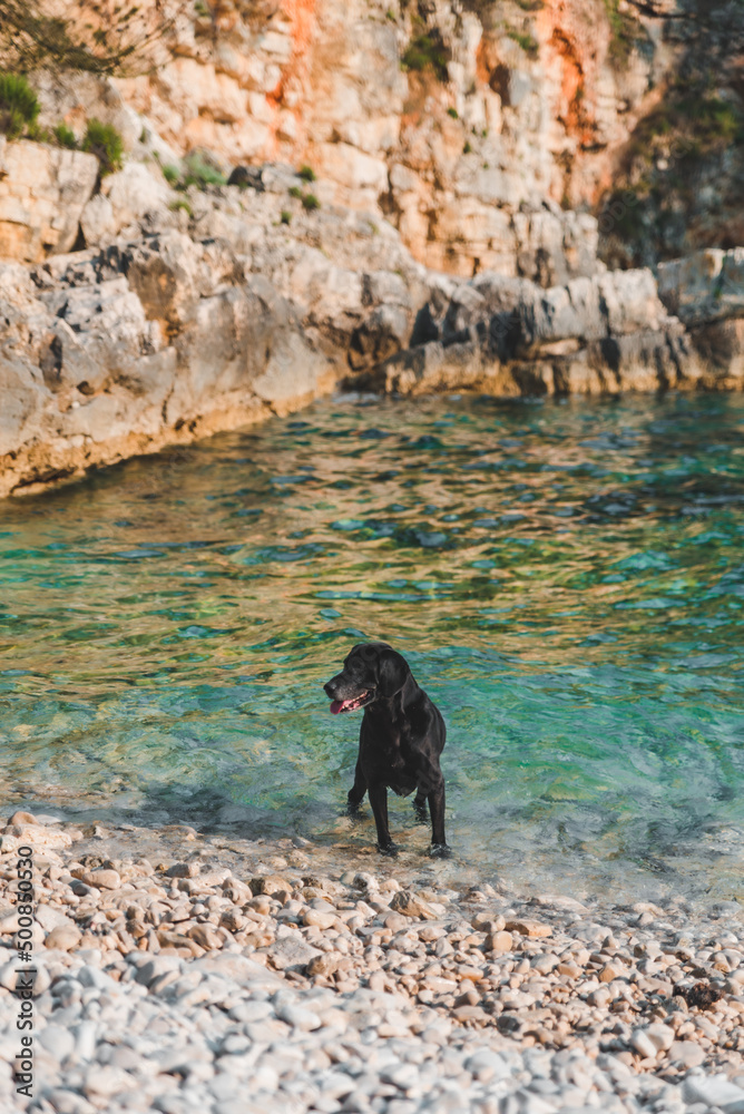 black wet labrador dog at rocky sea beach black wet labrador dog at rocky sea beach
