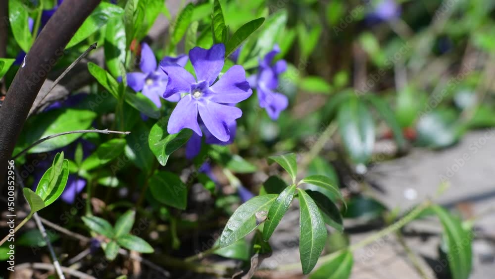 Nice violet flowers vinca on green leaves background spring nature macro 4k video Nice violet flowers vinca on green leaves background spring nature macro 4k video