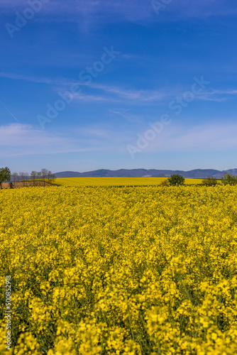 Champ de colza sous un grand ciel bleu en France, agriculture a l'air libre © lamurebenjamin