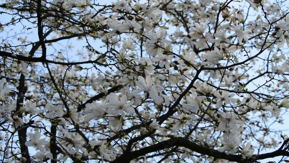 Nice magnolia tree flowers at spring sunny day, nature awakening 4k video Nice magnolia tree flowers at spring sunny day, nature awakening 4k video