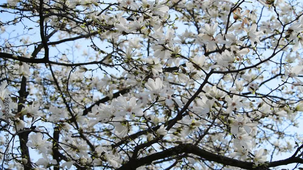 Nice magnolia tree flowers at spring sunny day, nature awakening 4k video Nice magnolia tree flowers at spring sunny day, nature awakening 4k video