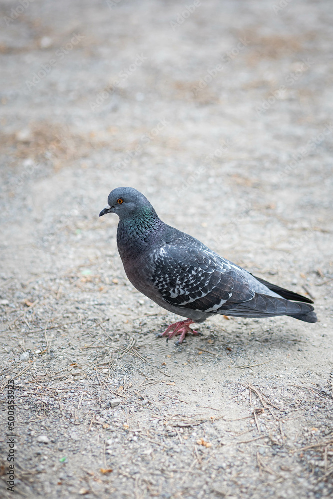 Pigeon dans une ville qui marche sur du gravier, il est de profil Pigeon dans une ville qui marche sur du gravier, il est de profil