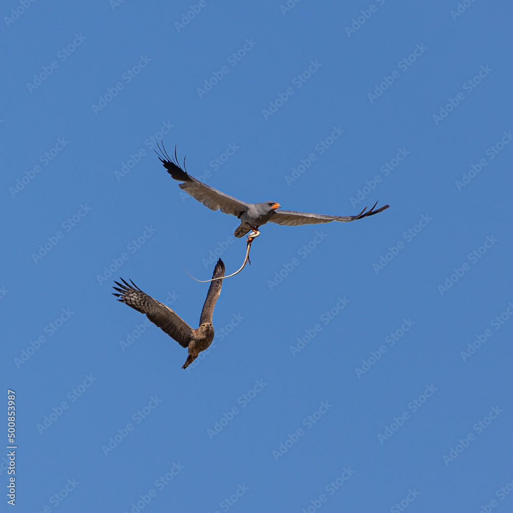 Two goshawks fighting in the air over a snake Two goshawks fighting in the air over a snake