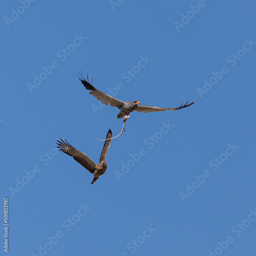 Two goshawks fighting in the air over a snake