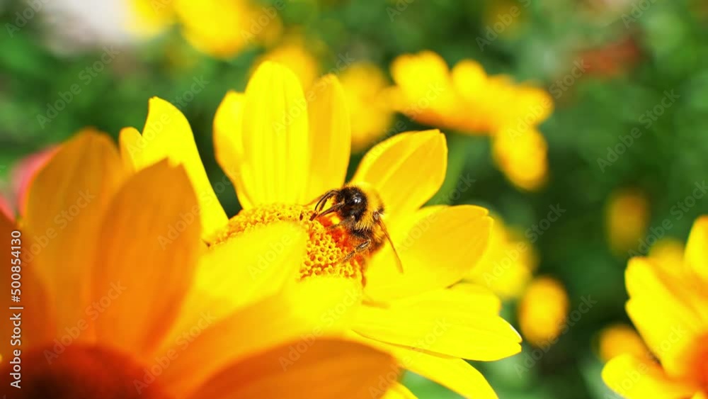 Bee fly near flower. Allergy insect macro video. Green grass. Bumblebee garden action. Beautiful blossom and organic fur flight. Ecology life concept. Slow motion. Honeybee worker eating