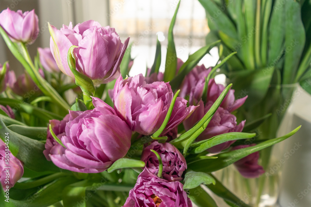 Tulip Bouquet, Spring Tulipa Flowers Tulip Bouquet, Spring Tulipa Flowers