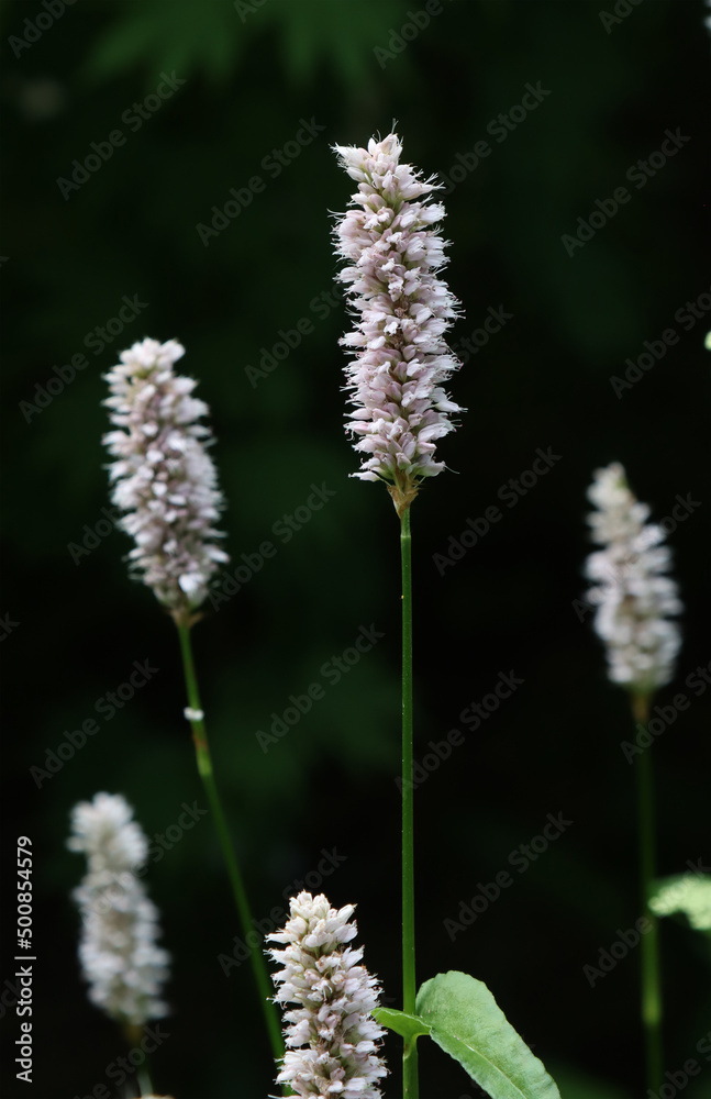 Flowering plant mountaineer serpentine.