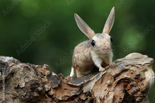 The Long-eared Jerboa (Euchoreutes naso) on wood. photo