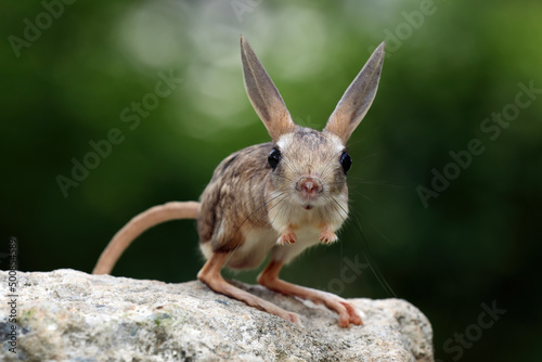 The Long-eared Jerboa (Euchoreutes naso) on rock.