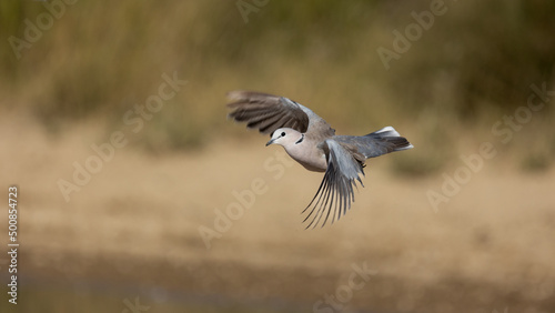 ring-necked dove in flight © Jurgens