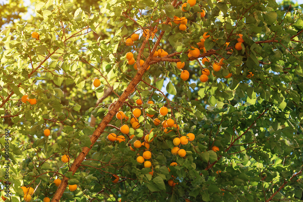 Apricot tree with plenty of ripe fruit on the branches