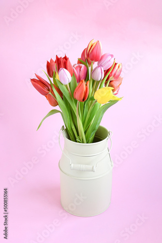 Fototapeta Naklejka Na Ścianę i Meble -  Beautiful colorful fresh mix tulips flower bunch in metal pot on pink gradient background . Spring flower, idea card, invitation  for any anniversary concept.