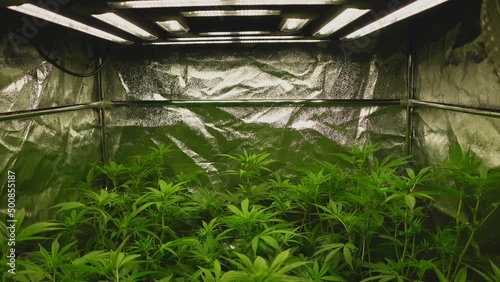 Young cannabis plants in the fifth week at the beginning of the flowering phase, light source on top and tent in the background photo