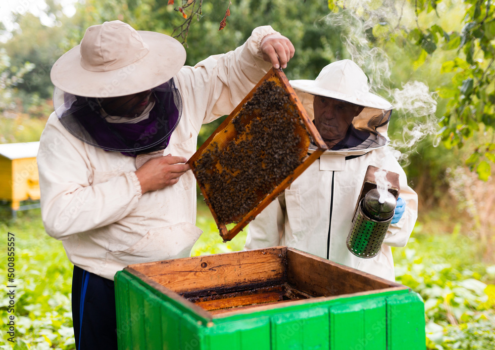 Beekeepers in protective hats and aprons working with honeycombs on apiary Beekeepers in protective hats and aprons working with honeycombs on apiary