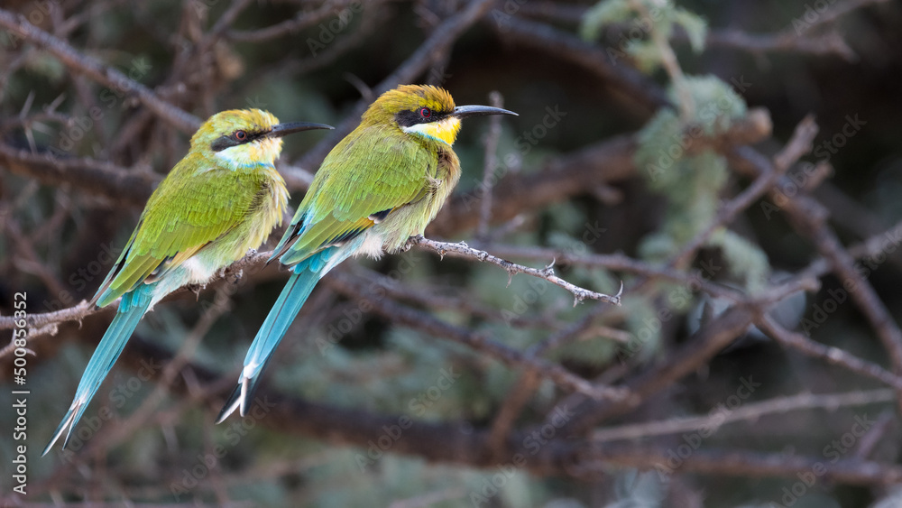 a swallow-tailed bee-eater a swallow-tailed bee-eater