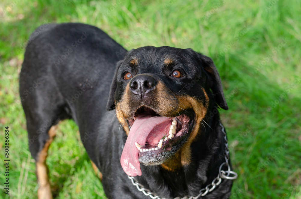 Portrait of a large black dog with a long tongue sticking out. A smiling female Rottweiler standing on green grass. A happy pet with its mouth open. An angled view from above.