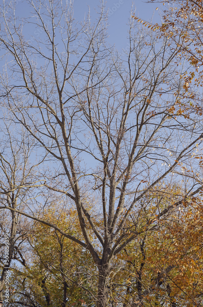 A tree with no casts against a cloudless sky. Leafy season in a city park. Daytime. Selective focus. No people.
A tree with no casts against a cloudless sky. Leafy season in a city park. Daytime. Selective focus. No people.