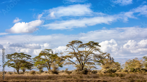 The magnificent yellow fever trees, Acacia xanthophloea, of Lake Nakuru National Park, Kenya.