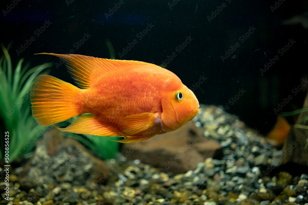 Cichlasoma red parrot fish in aquarium. Cute orange fish swimming close up. Cichlasoma red parrot fish in aquarium. Cute orange fish swimming close up.