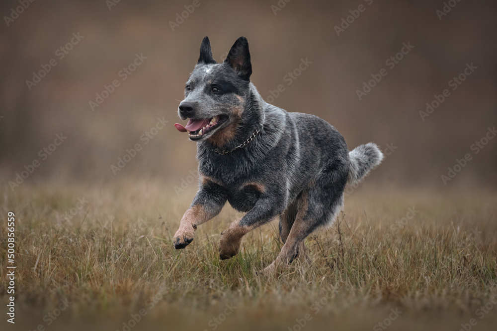 Australian cattle dog heeler in autumn meadow