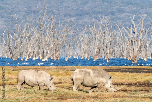 Mother and baby square-lipped rhinoceros on the banks of Lake Nakuru, Kenya. Dead fever trees and flamingoes can be seen in the blue water in the background.
