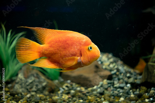 Cichlasoma red parrot fish in aquarium. Cute orange fish swimming close up.