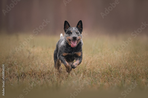 Australian cattle dog heeler in autumn meadow