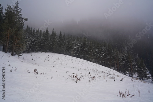 A row of fir trees stand on a hill in the mountains, covered with thick fog in winter.