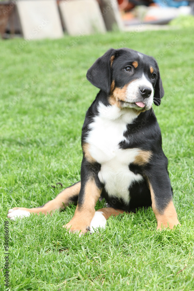 Amazing puppy in the garden