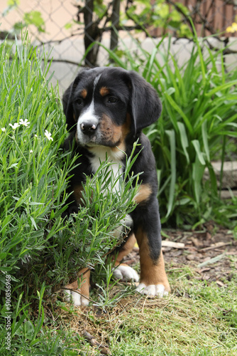 Amazing puppy in the garden