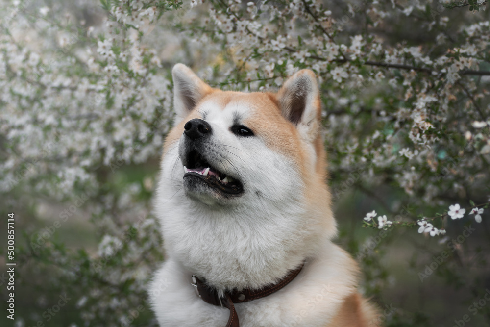 An Akita Inu sitting in a blossoming apple tree