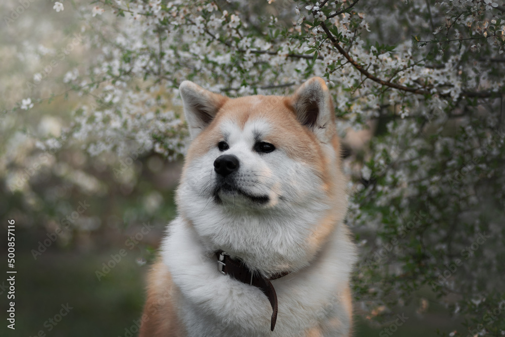 An Akita Inu sitting in a blossoming apple tree
