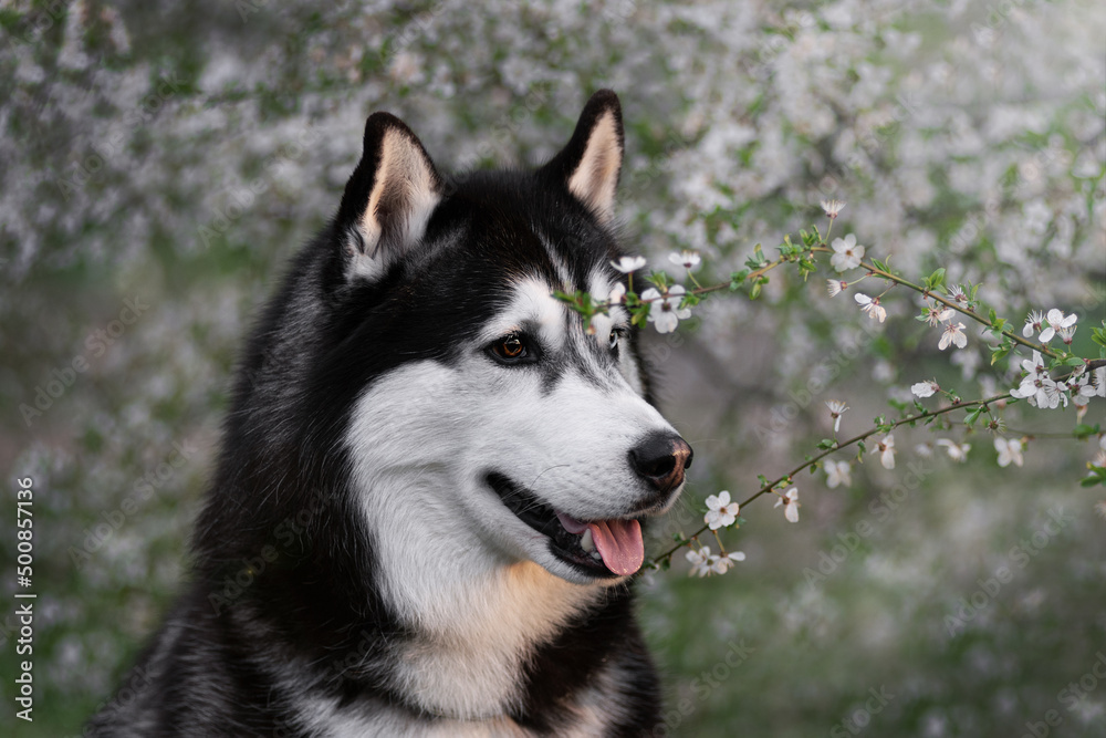 Siberian Husky sits in a blooming apple tree