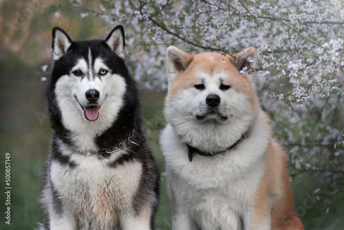 Two friends, a Siberian haski and an Akita inu, sitting in front of a blossoming apple tree 