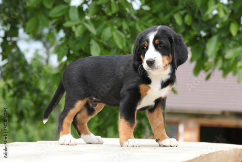 Amazing puppy standing on the table