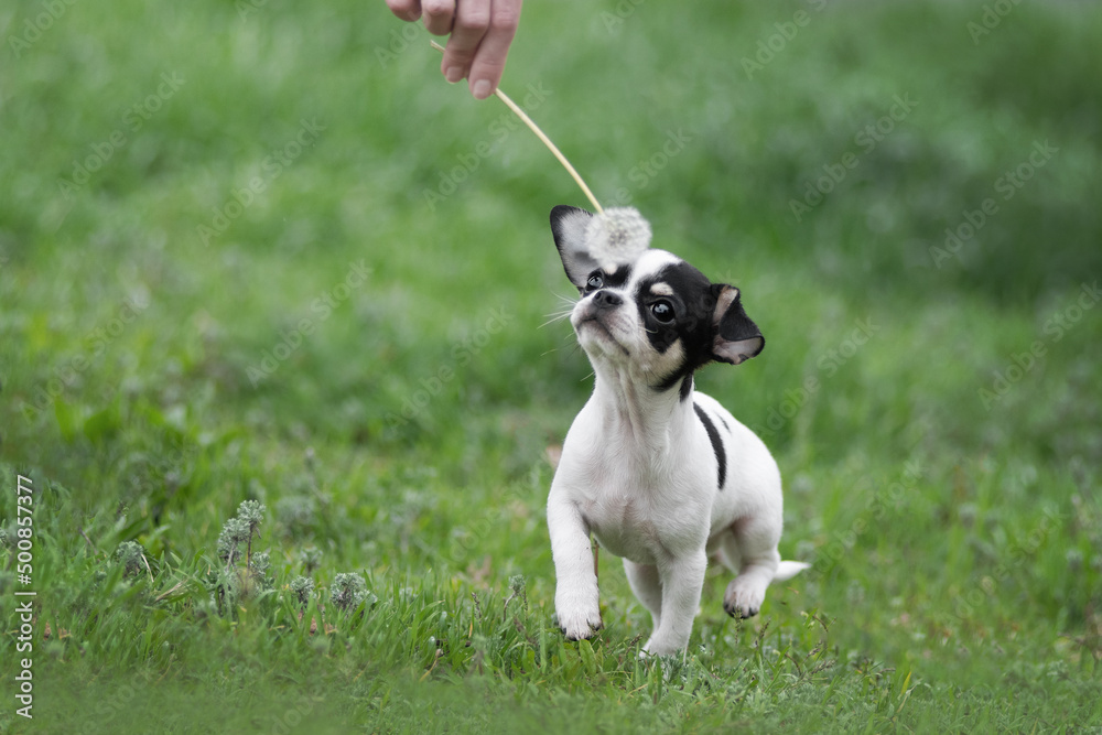 Fototapeta premium Tricolor Chihuahua puppy sniffing a dandelion