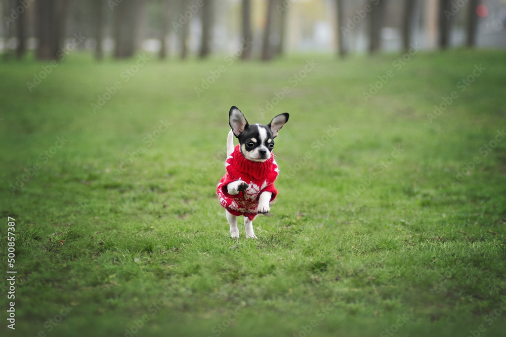 Running Chihuahua puppy in a red sweater in the park Running Chihuahua puppy in a red sweater in the park
