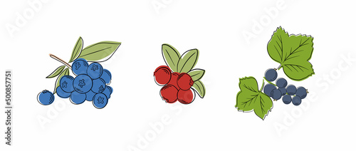Set of vector berries isolated. Gooseberry,cranberry, blueberry, barberry, sea buckthorn,camu camu.