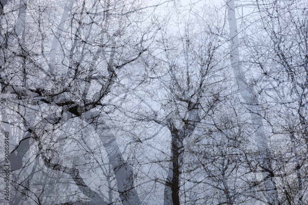 Multiple exposure of bare trees in winter Multiple exposure of bare trees in winter