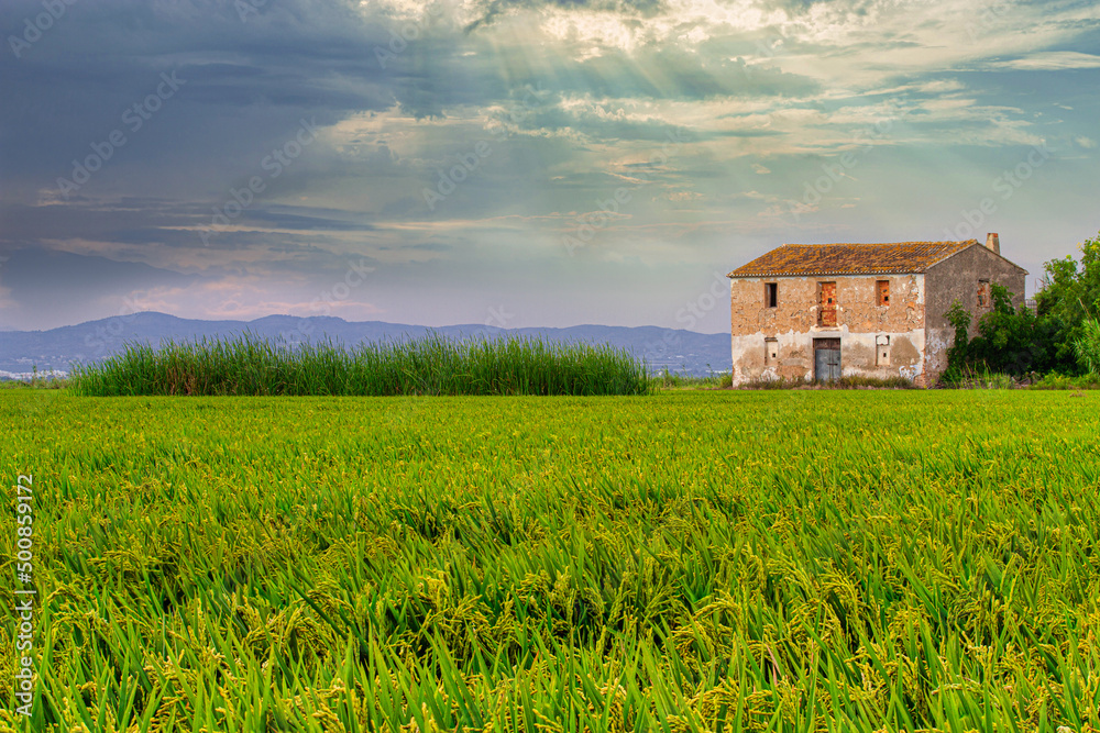 Obraz premium campos de arroz