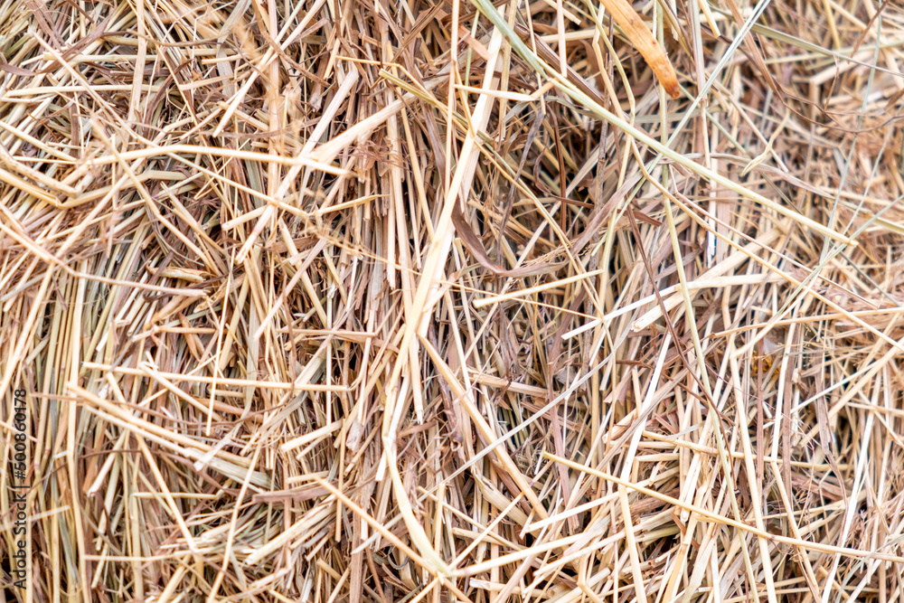 Dry hay close-up, close-up, full frame. Straw background Dry hay close-up, close-up, full frame. Straw background
