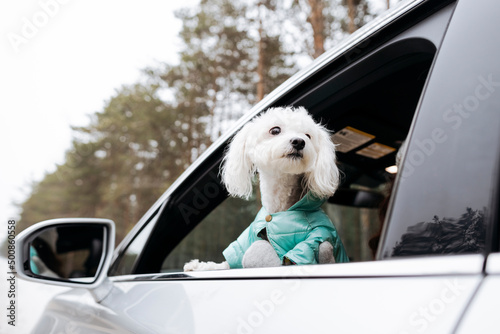 Cute dog looking out of car window photo