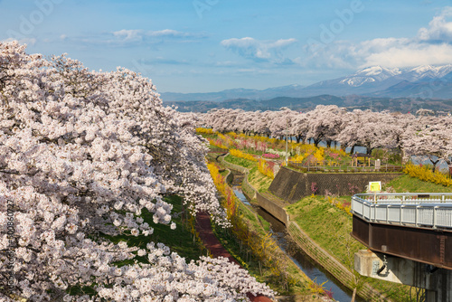 Cherry blossoms at Shiroishi River, Miyagi, Japan