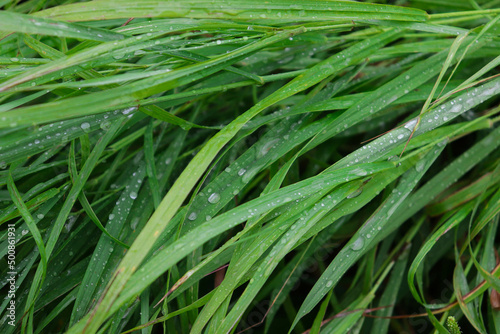 bushes and stacks of green grass lie on the ground in raindrops on a cloudy day