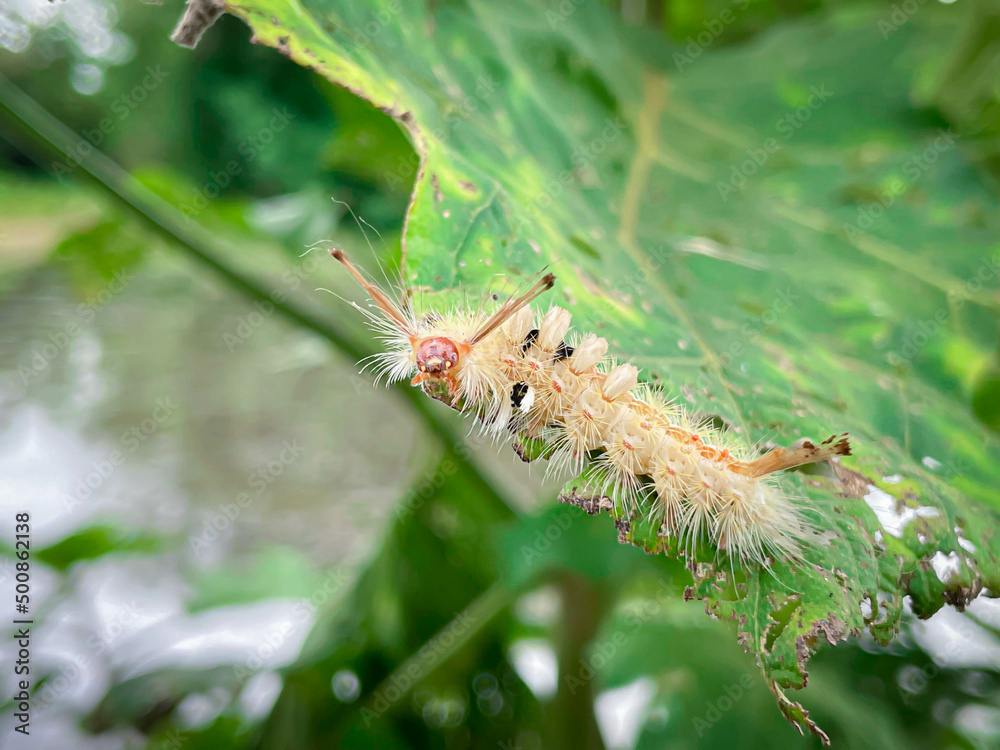 Naklejka premium Caterpillar has white hairs on the leaves.