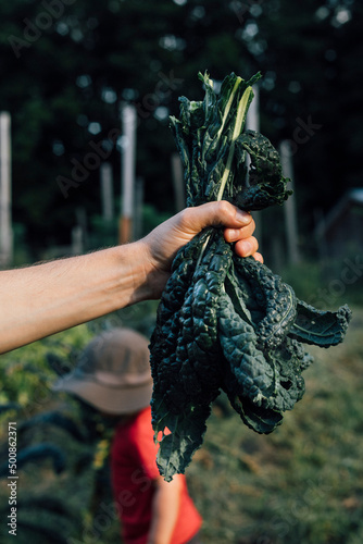 Hand of man holding lacinato kale with boy in background at vegetable garden photo