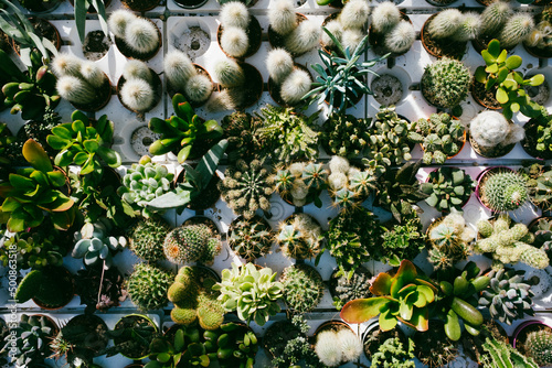 Little cactus plants seen from above photo