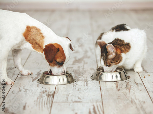 Photography Cat and dog eats food from bowl
