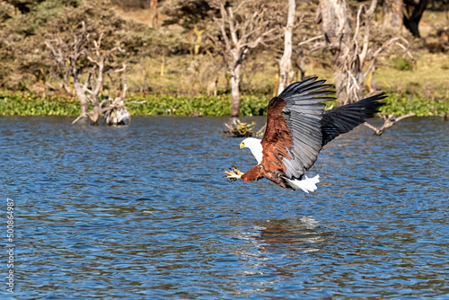 Fish eagle, Haliaeetus vocifer, about to catch a fish from the surface of Lake Naivasha, Kenya.