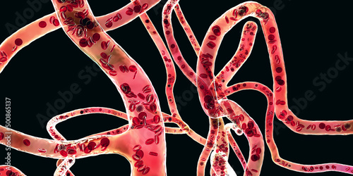 Fotografia Blood vessel with flowing blood cells, 3D illustration